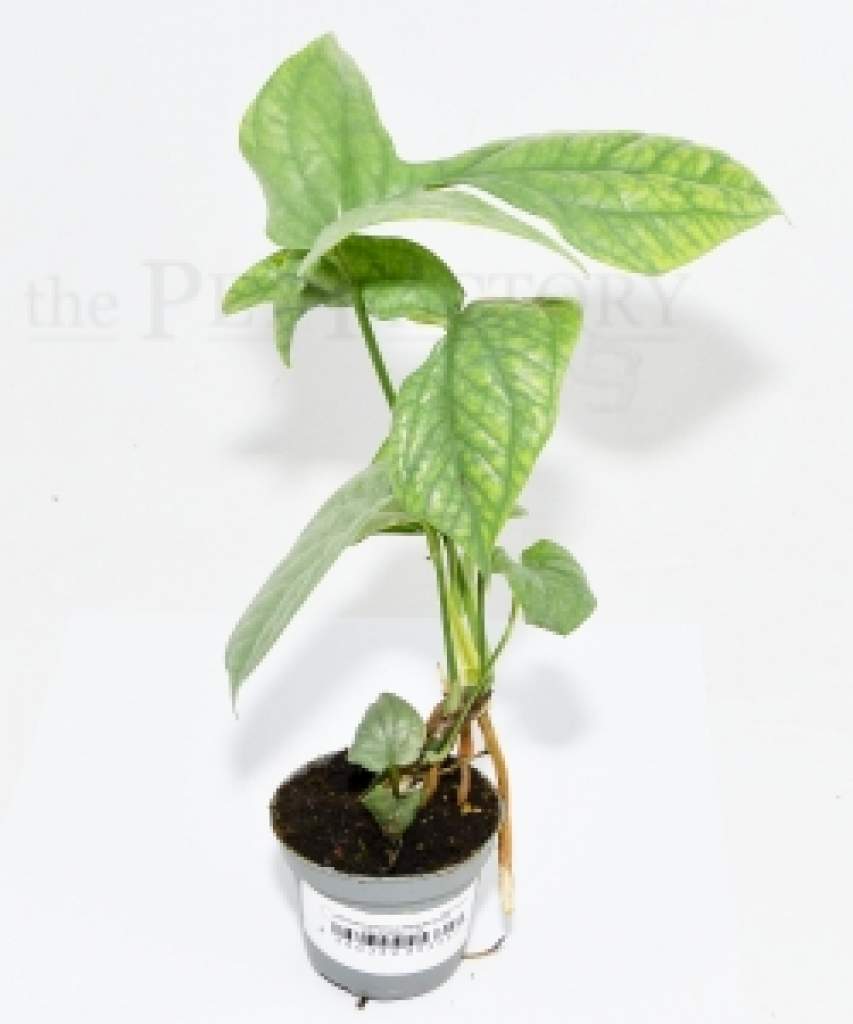 Monstera amydrium MEDIUM SILVER